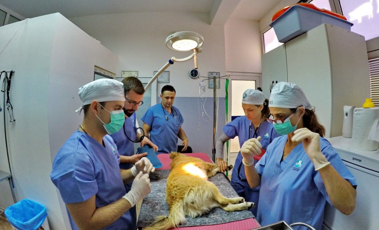 Veterinarska ambulanta Anima Vet 11