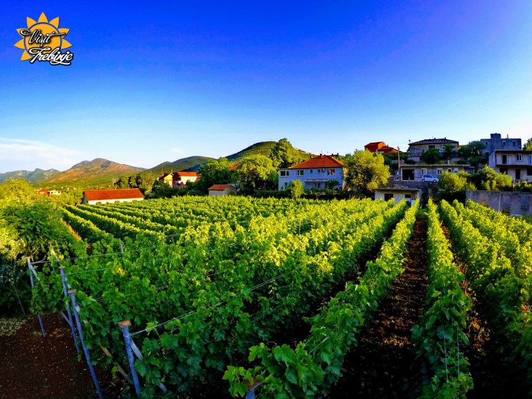 Visit Trebinje Winery Dutina (3)